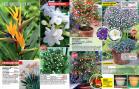 Akcija Floraekspres katalog za leto 2016 39693