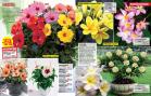 Akcija Floraekspres katalog za leto 2016 39695