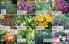 Akcija Floraekspres katalog za leto 2016 39707