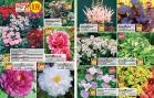 Akcija Floraekspres katalog za leto 2016 39708
