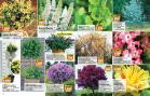 Akcija Floraekspres katalog za leto 2016 39713