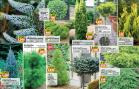 Akcija Floraekspres katalog za leto 2016 39714