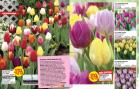 Akcija Floraekspres katalog za jesen 2016 44640