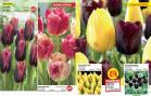 Akcija Floraekspres katalog za jesen 2016 44641