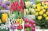 Akcija Floraekspres katalog za jesen 2016 44643
