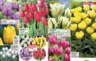 Akcija Floraekspres katalog za jesen 2016 44643