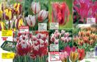 Akcija Floraekspres katalog za jesen 2016 44644