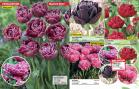 Akcija Floraekspres katalog za jesen 2016 44645
