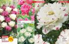 Akcija Floraekspres katalog za jesen 2016 44646