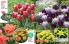 Akcija Floraekspres katalog za jesen 2016 44647
