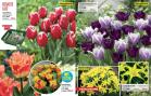 Akcija Floraekspres katalog za jesen 2016 44647