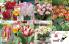 Akcija Floraekspres katalog za jesen 2016 44648