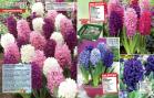 Akcija Floraekspres katalog za jesen 2016 44649