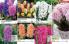 Akcija Floraekspres katalog za jesen 2016 44650