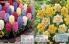 Akcija Floraekspres katalog za jesen 2016 44651
