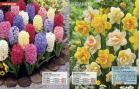 Akcija Floraekspres katalog za jesen 2016 44651