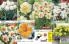 Akcija Floraekspres katalog za jesen 2016 44652