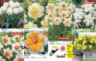 Akcija Floraekspres katalog za jesen 2016 44652