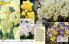 Akcija Floraekspres katalog za jesen 2016 44653