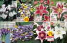Akcija Floraekspres katalog za jesen 2016 44654
