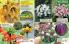 Akcija Floraekspres katalog za jesen 2016 44655