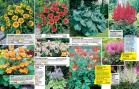 Akcija Floraekspres katalog za jesen 2016 44660