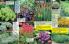 Akcija Floraekspres katalog za jesen 2016 44661