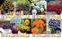 Akcija Floraekspres katalog za jesen 2016 44664
