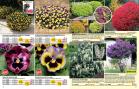 Akcija Floraekspres katalog za jesen 2016 44665