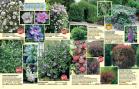 Akcija Floraekspres katalog za jesen 2016 44666