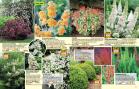 Akcija Floraekspres katalog za jesen 2016 44667