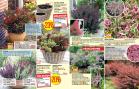 Akcija Floraekspres katalog za jesen 2016 44668