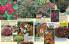Akcija Floraekspres katalog za jesen 2016 44669