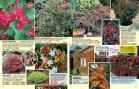 Akcija Floraekspres katalog za jesen 2016 44669