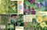 Akcija Floraekspres katalog za jesen 2016 44670