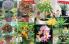 Akcija Floraekspres katalog za jesen 2016 44676