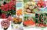 Akcija Floraekspres katalog za jesen 2016 44677