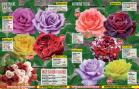 Akcija Floraekspres katalog za jesen 2016 44679