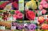 Akcija Floraekspres katalog za jesen 2016 44680