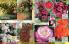 Akcija Floraekspres katalog za jesen 2016 44681