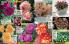 Akcija Floraekspres katalog za jesen 2016 44682