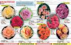 Akcija Floraekspres katalog za jesen 2016 44683