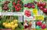 Akcija Floraekspres katalog za jesen 2016 44688