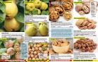Akcija Floraekspres katalog za jesen 2016 44689