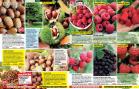 Akcija Floraekspres katalog za jesen 2016 44690