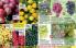 Akcija Floraekspres katalog za jesen 2016 44691