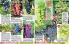 Akcija Floraekspres katalog za jesen 2016 44692