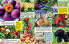 Akcija Floraekspres katalog za jesen 2016 44695