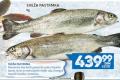 Roda Sveža pastrmka, 1kg