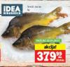 IDEA Rečna riba Šaran